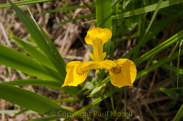 Wild Yellow Iris - Iris pseudacorus