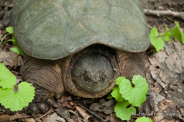 Snapping turtle (Chelydra serpentina)