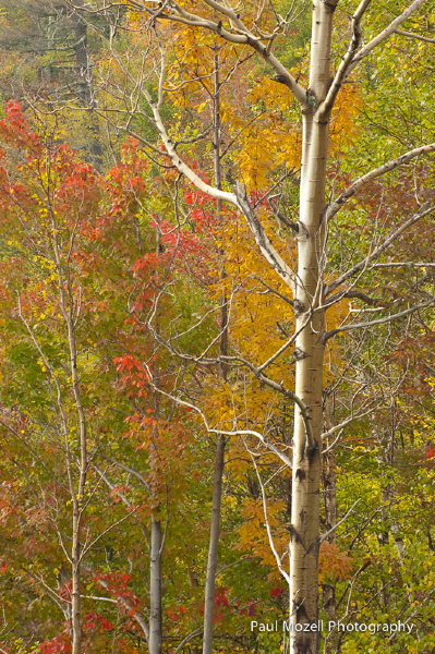 Fall colors, Pinkham Notch, New Hampshire
