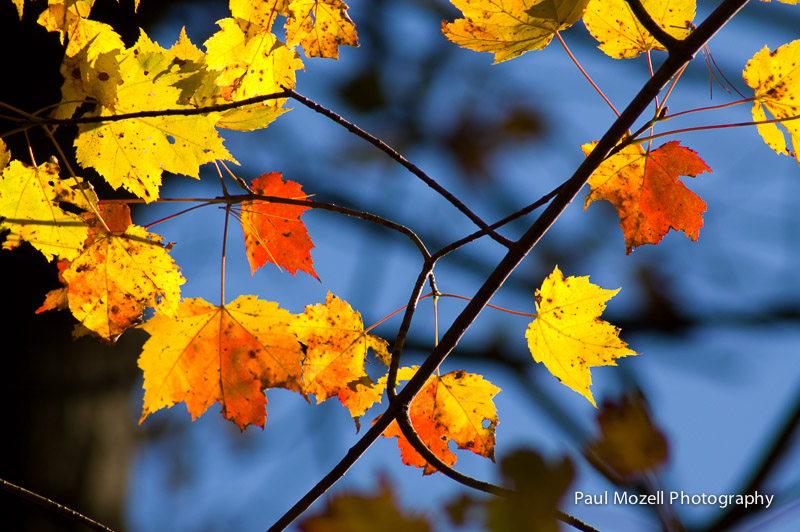 Fall colors, Andover, Massachusetts