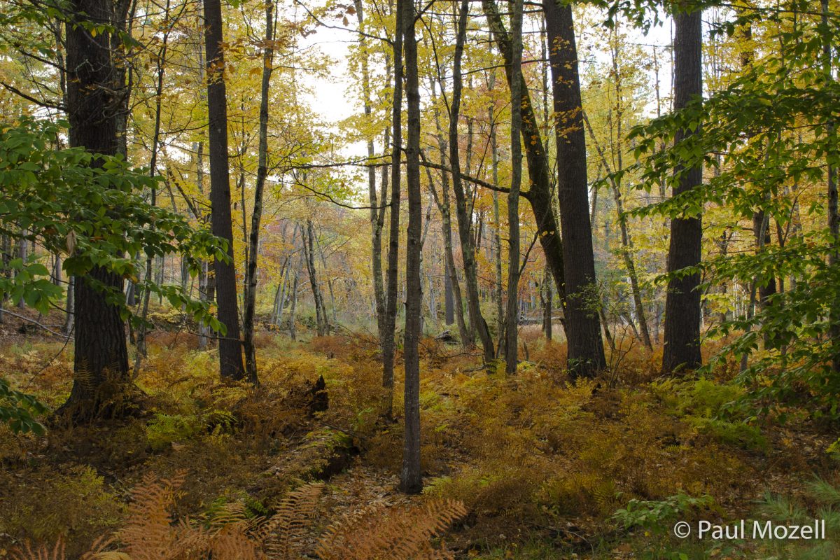 Subtle colors of autumn during "peak foliage" time in Bridgton, Maine.
