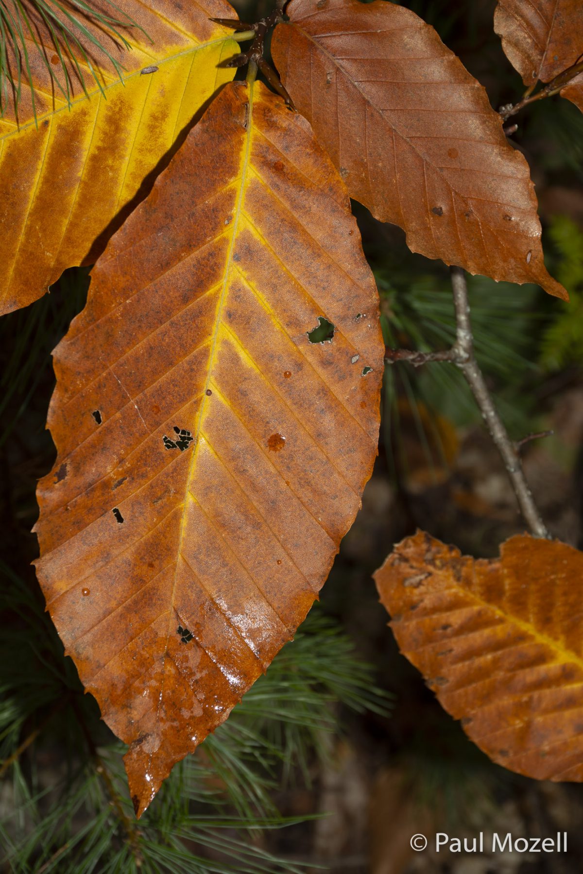 Beech leaves in autumn color.